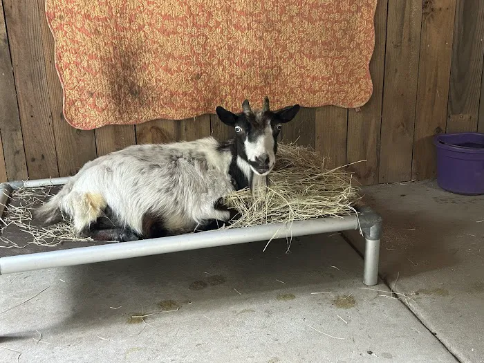 Pineview Veterinary Hospital Picture 2