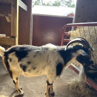 Pineview Veterinary Hospital ico