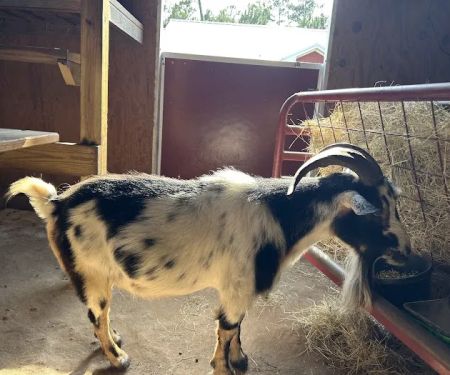 Pineview Veterinary Hospital