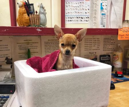 Cedarwood Veterinary Hospital
