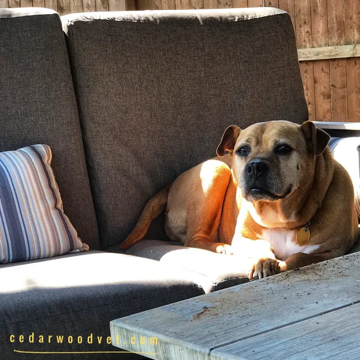 Cedarwood Veterinary Hospital Picture 5