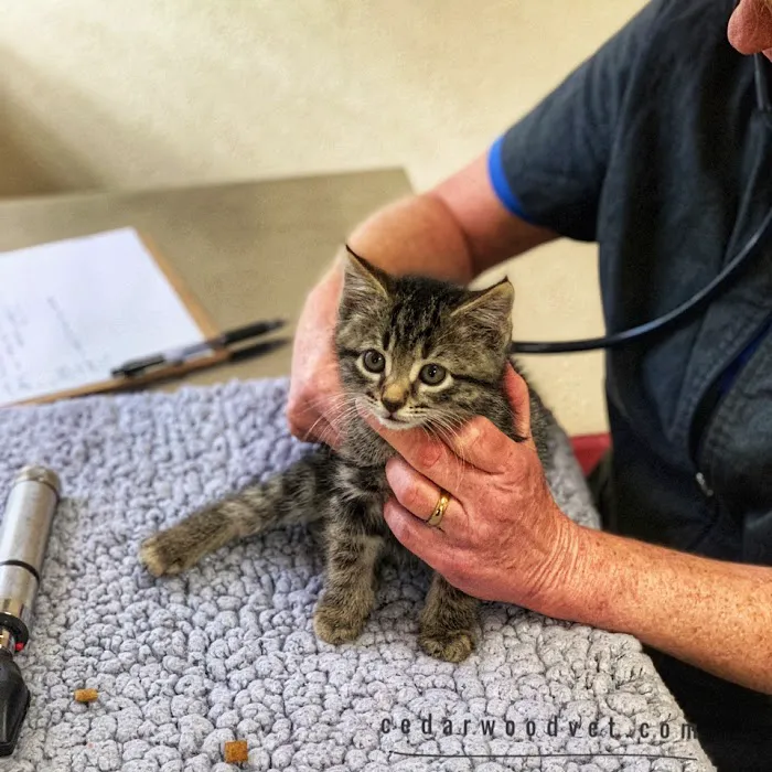 Cedarwood Veterinary Hospital Picture 9
