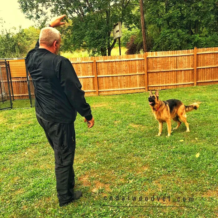Cedarwood Veterinary Hospital Picture 10