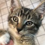 Rocky Hill Animal Hospital