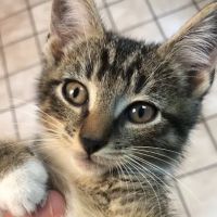 Rocky Hill Animal Hospital ico