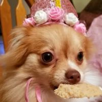 Pound Veterinary Hospital ico
