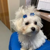 Mountain Home Veterinary Clinic ico
