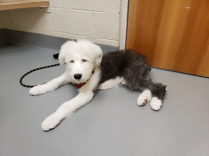 Mountain Home Veterinary Clinic Picture 8