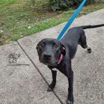 Animal Clinic of Pigeon Forge