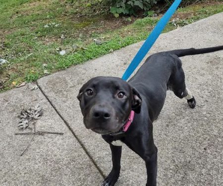 Animal Clinic of Pigeon Forge