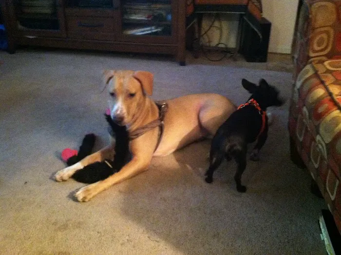 Animal Clinic of Pigeon Forge Picture 7