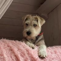 Dennis Bob DVM ico