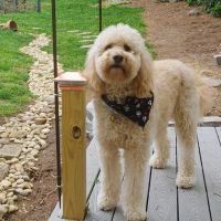 My Pet's Animal Hospital ico