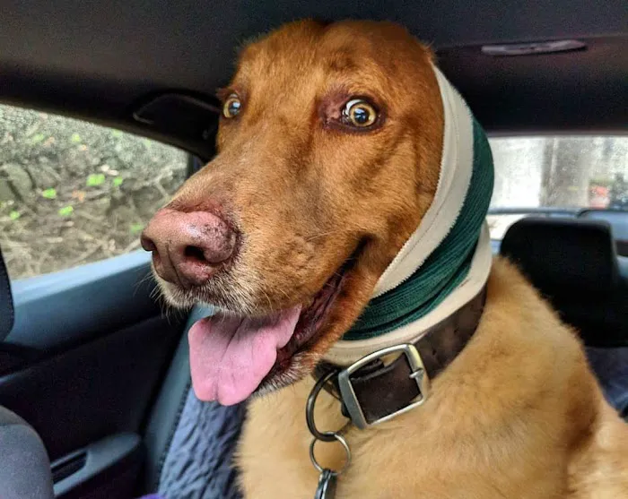 My Pet's Animal Hospital Picture 8