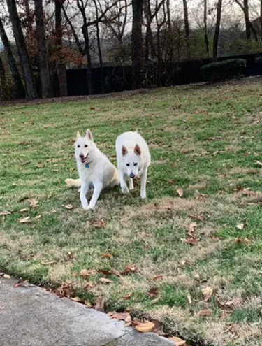 Bluegrass Animal Hospital Picture 9