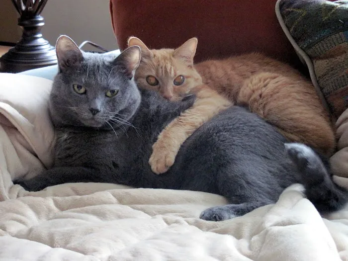 Bluegrass Animal Hospital Picture 8