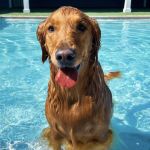 Embassy Veterinary Center Westland