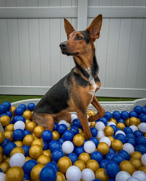 Embassy Veterinary Center Westland Picture 8