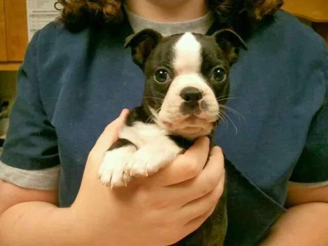 Admiral Veterinary Hospital Picture 2