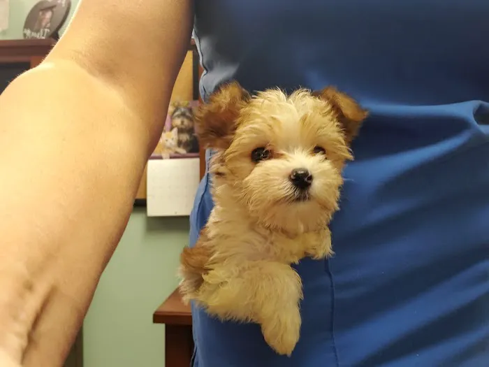 Admiral Veterinary Hospital Picture 7