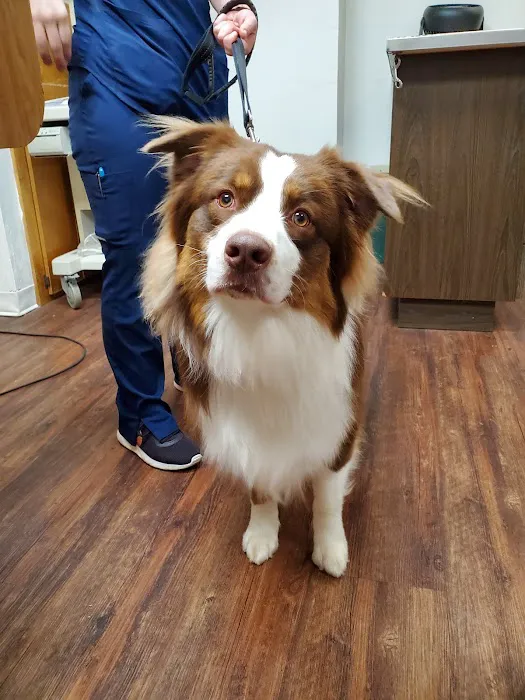 Admiral Veterinary Hospital Picture 8