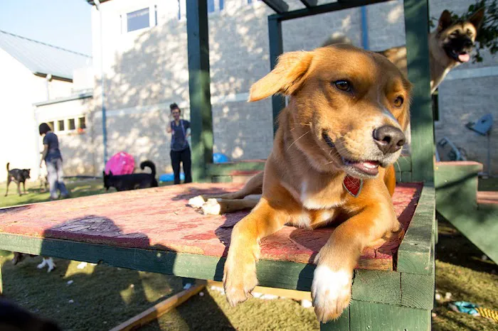 Concord Veterinary Hospital Picture 1
