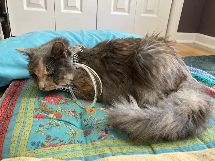 Concord Veterinary Hospital Picture 4