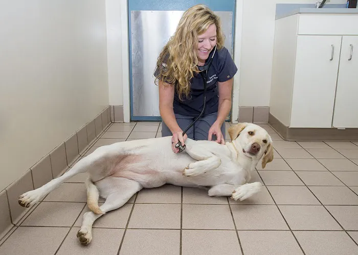 Concord Veterinary Hospital Picture 3
