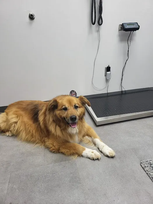 Concord Veterinary Hospital Picture 9