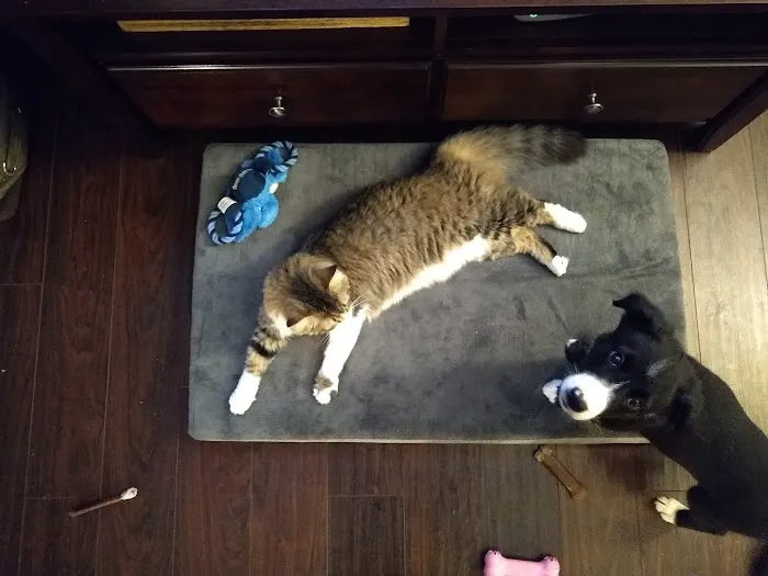 Lentz Veterinary Clinic Picture 8