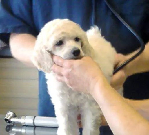 Lentz Veterinary Clinic Picture 10
