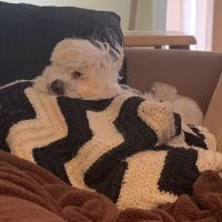 East Tennessee Veterinary Ultrasound ico
