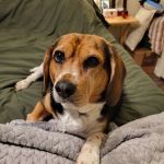 Northshore Animal Hospital