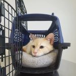 Rhea Pet Medical Center