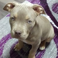 Sweetwater Veterinary Hospital ico