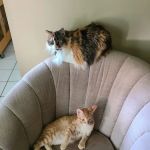 PPAW Spay/Neuter Clinic
