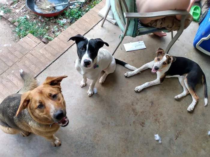 PPAW Spay/Neuter Clinic Picture 2