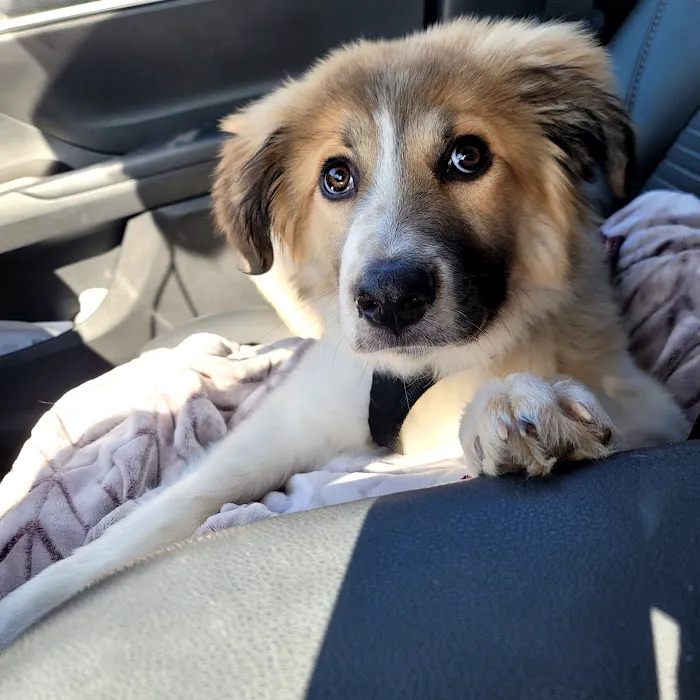 PPAW Spay/Neuter Clinic Picture 9