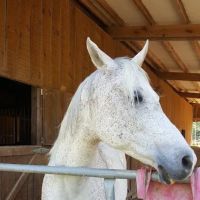 Lake Loudon Large Animal Veterinary ico