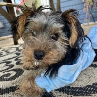 Central Veterinary Hospital ico