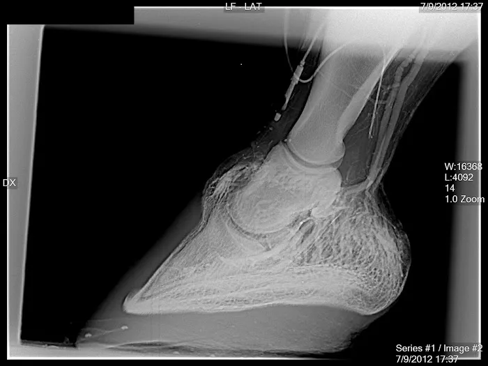 Four Star Equine Veterinary Services Picture 4