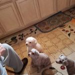 Cedar Heights Animal Clinic
