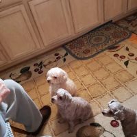 Cedar Heights Animal Clinic ico