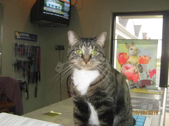Cedar Heights Animal Clinic Picture 7