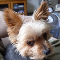 Livingston Veterinary Clinic ico