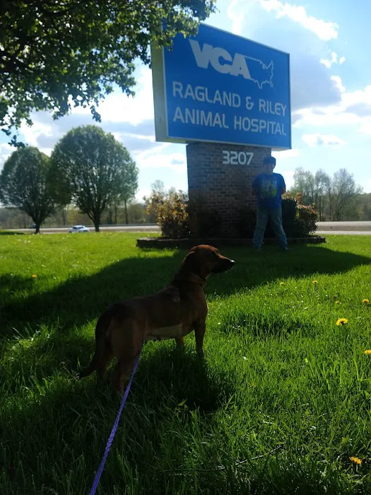 VCA Ragland & Riley Animal Hospital Picture 1