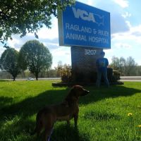 VCA Ragland & Riley Animal Hospital ico