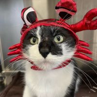 Countryside Veterinary Service ico