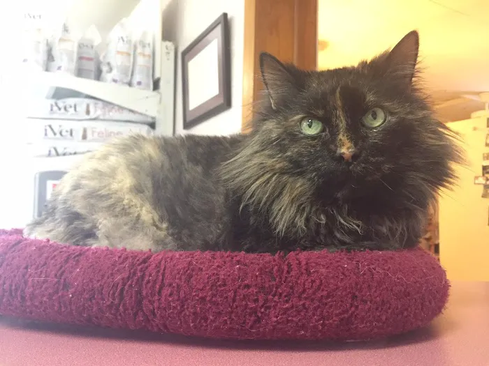 Northside Veterinary Clinic Picture 2