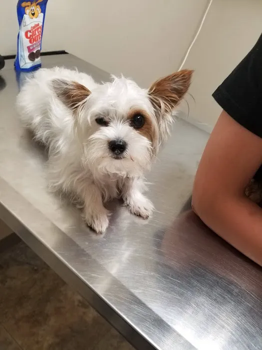 Etheridge Animal Hospital Picture 2